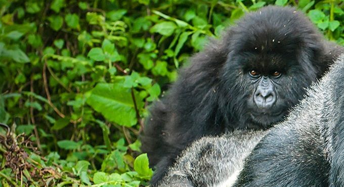 Rwanda is home of a few remanining mountain gorillas in the world
