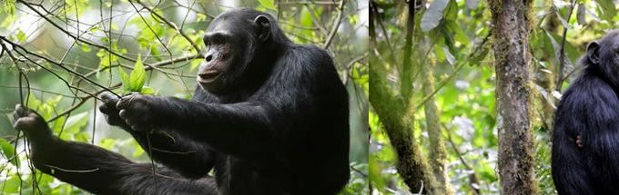Chimps in Nyungwe Forest