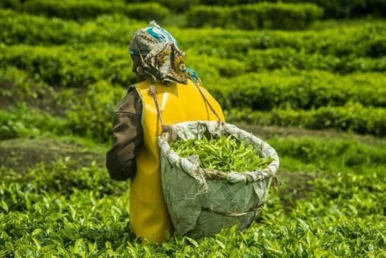 Tea Plantation in Virunga Mountain
